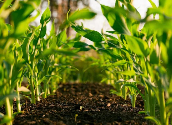 Agricultura Orgânica