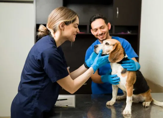 Auxiliar de Veterinário e Pet Shop